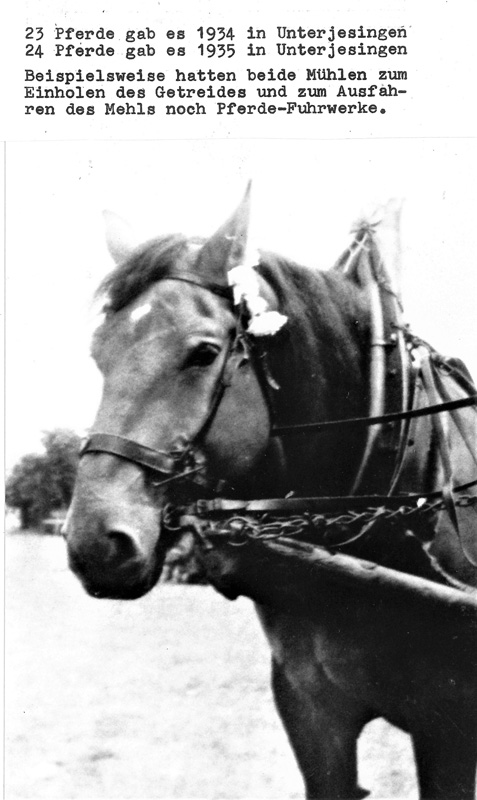 Pferdebestand 1935 + 36